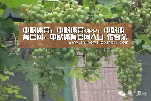 中欧体育，中欧体育app，中欧体育官网，中欧体育官网入口
